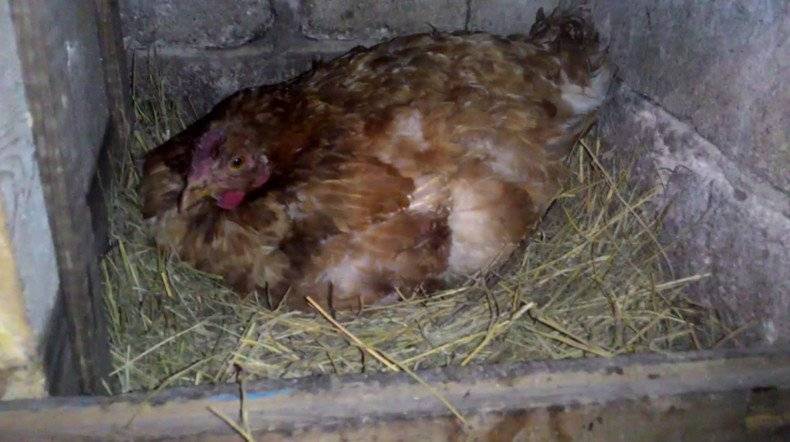 Срок инкубации куриных яиц: время, период, сколько дней лежат