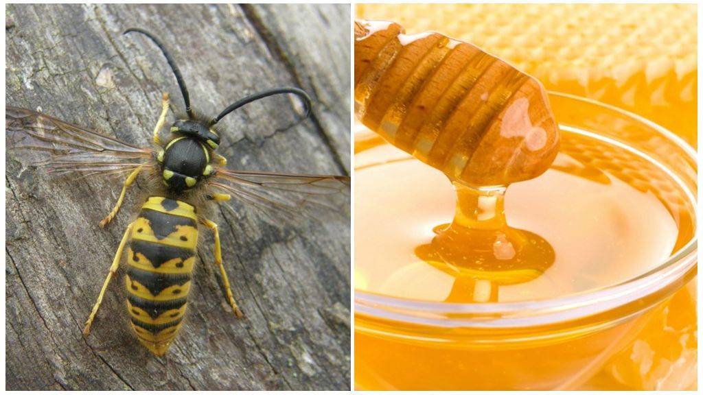 Осиный мед: особенности и свойства осиного меда - "vexsi" интересный журнал - обо всём!