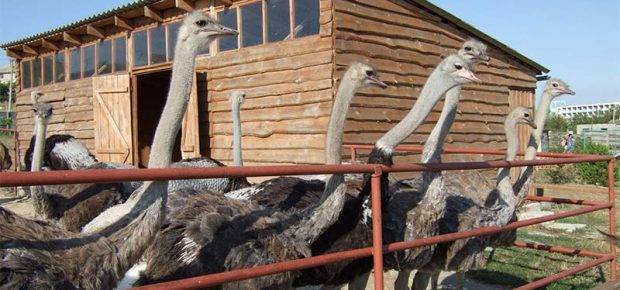 Содержание и разведение страусов в домашних условиях для начинающих