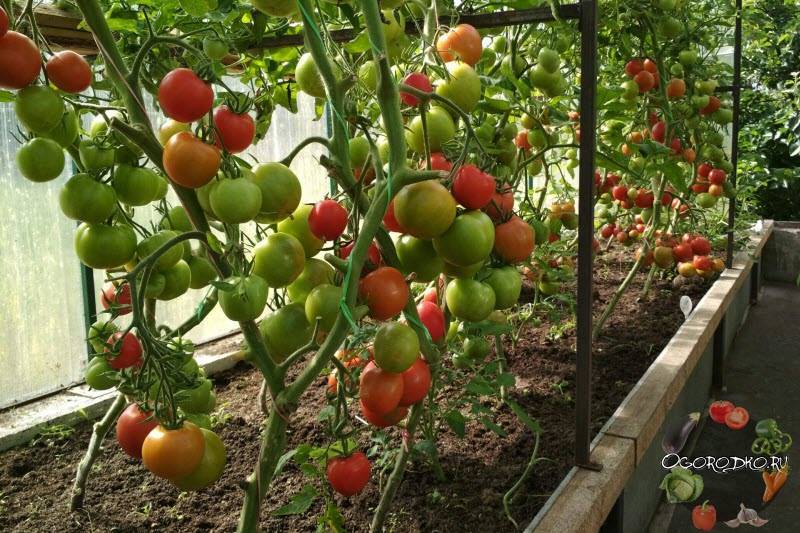 5 видов подкормки для рассады томатов. делаем большой урожай при помощи народных средств