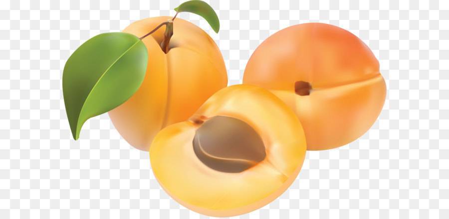 Особенности посадки и выращивания сорта абрикоса персиковый