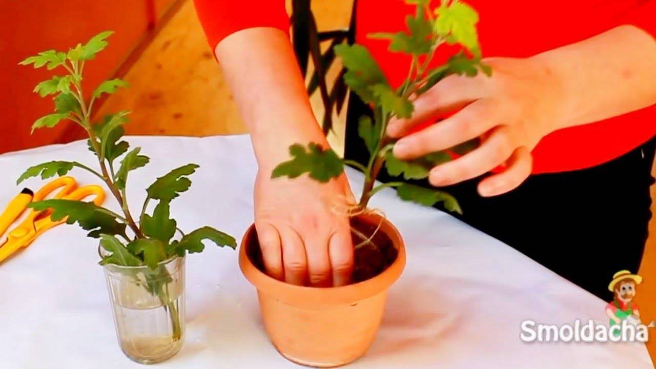 Как размножить хризантему черенками в домашних условиях