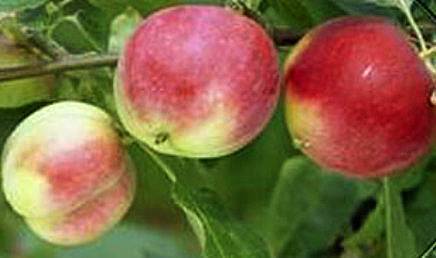 Плодовый сад и питомник - оценка зимостойкости сортов яблони по итогам зимнего сезона 2015/2016 года