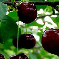 Посадка и размножение вишни: основные правила и полезные советы