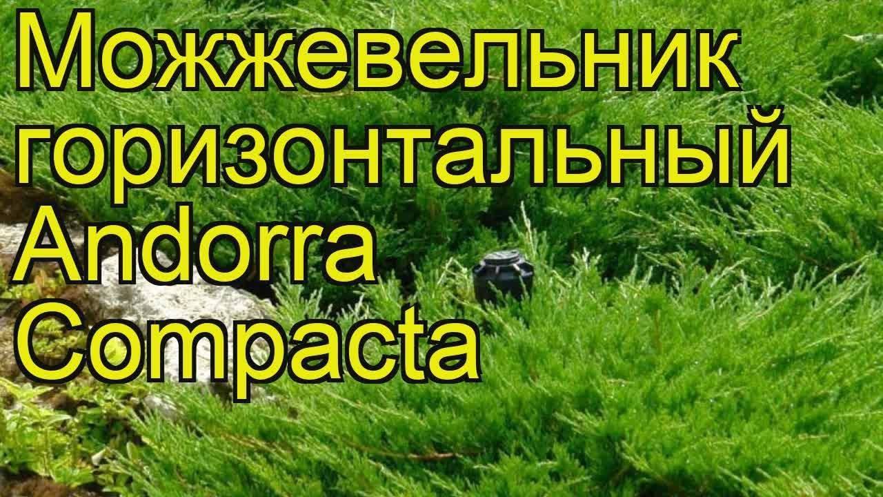 Можжевельник горизонтальный
