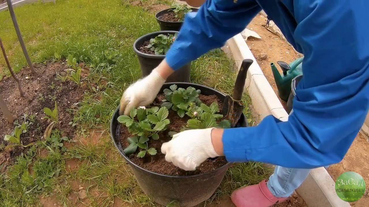 Секреты выращивания ампельной клубники: посадка и уход за ягодами в саду