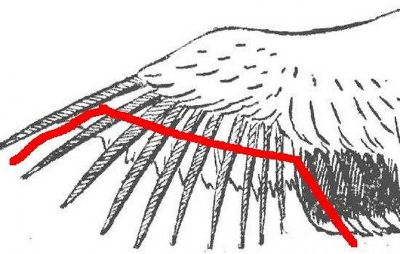 О индюках: как подрезать крылья и в каком возрасте можно делать подрезку