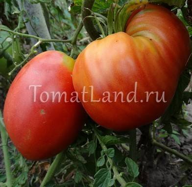 Томат подсинское чудо: отзывы, фото, урожайность | tomatland.ru