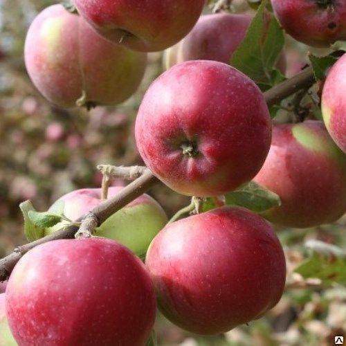Яблоня жигулевское: описание сорта, посадка и выращивание