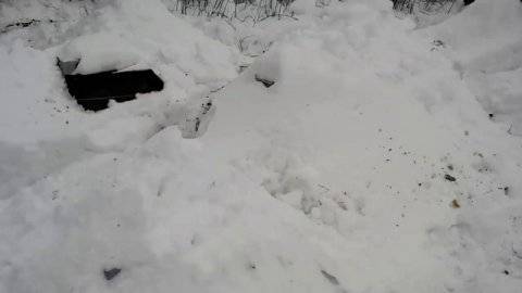 Зимовка пчел под снегом в сибири