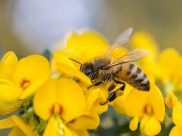 Аллергия на мед и пчел и как она проявляется?