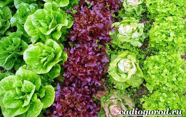 Выращивание листового салата на подоконнике