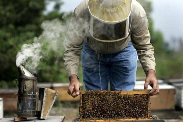 Уход за пчелами: советы и рекомендации профессионалов, основные правила содержания и рекомендации при разведении