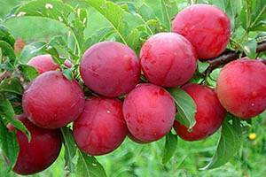 О сливе персиковая мичурина: описание сорта, агротехника выращивания