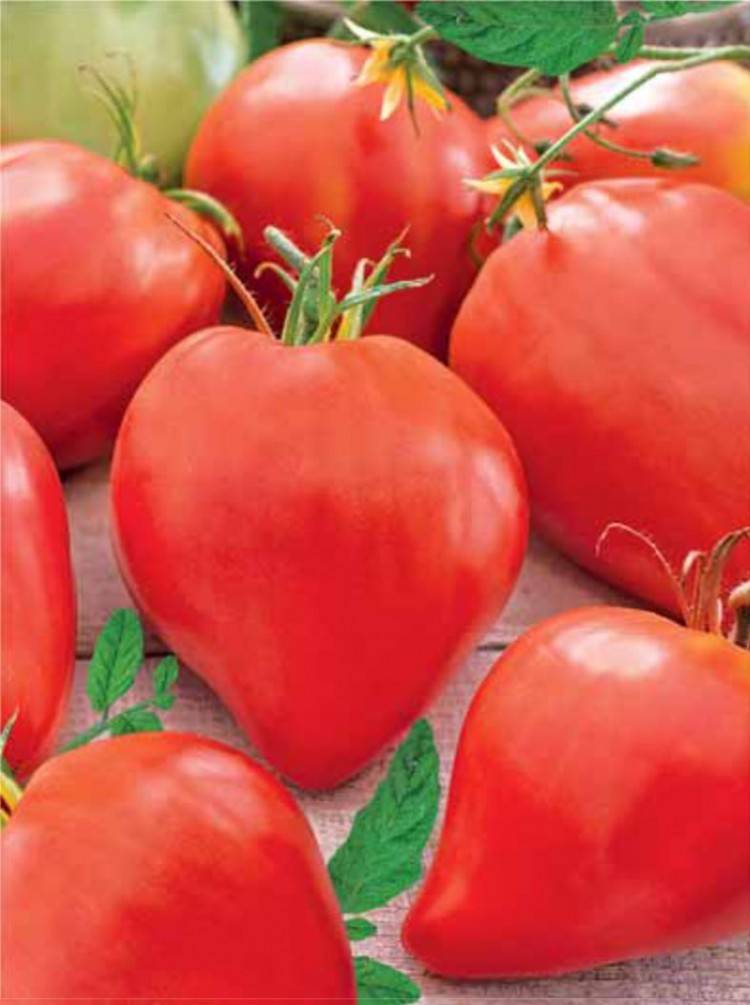 Выращивание в открытом грунте и теплицах помидоров бычье сердце