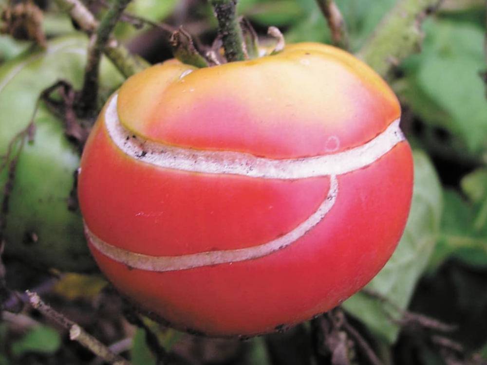 Обработка помидор от болезней народными средствами