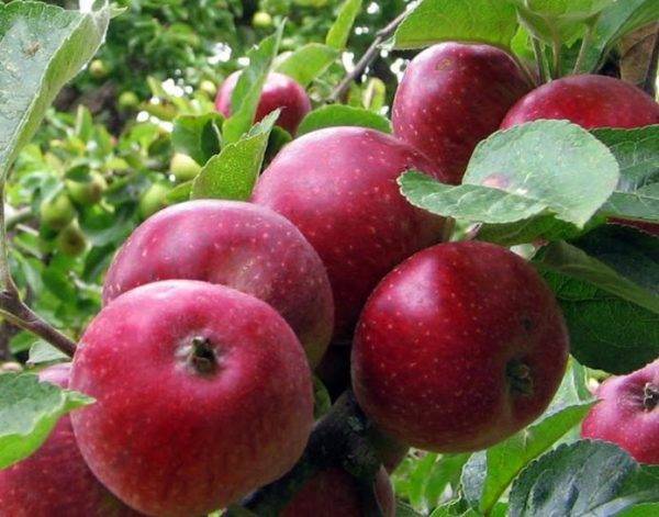 Общая информация о яблонях сорта юный натуралист