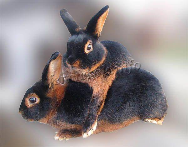 Породы кроликов — описание и характеристики пород, мясные, меховые, пуховые, особенности содержания