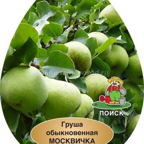 О груше Москвичка: описание сорта, опылители, агротехника выращивания