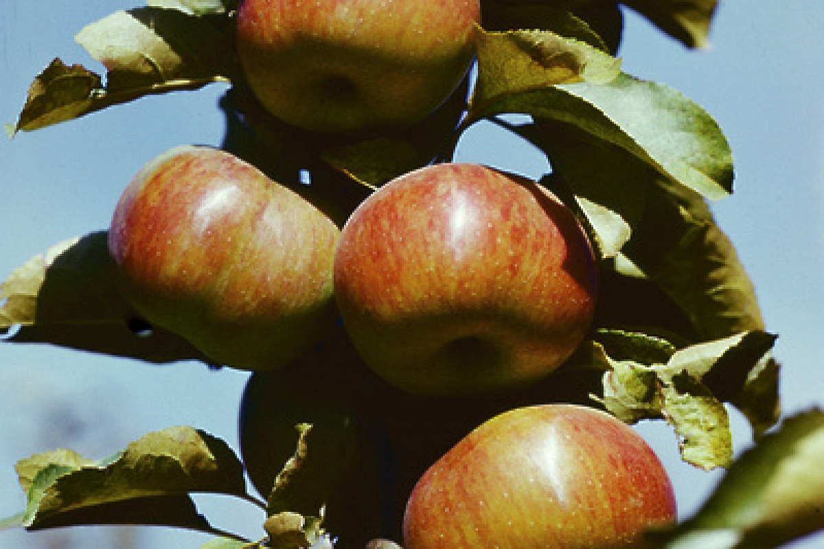 О яблоне десертное исаева, описание сортов, характеристики, выращивание