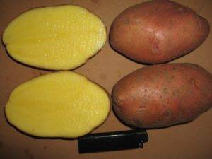 Картофель «чугунка»: описание сорта, фото и основные характеристики