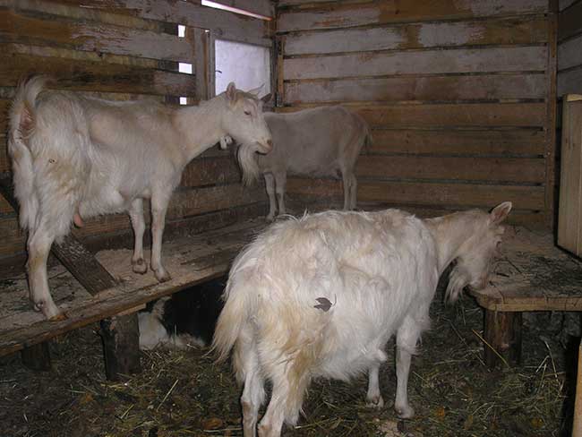 Домашняя коза: выбор породы, содержание и уход