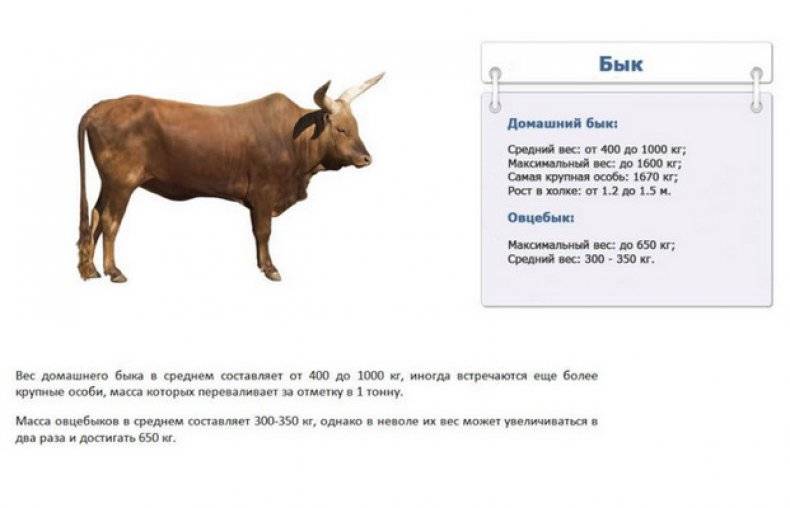 Как узнать вес быка без весов (таблица измерения КРС, лента обмера)
