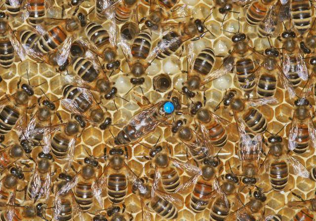 О пчелах Карника: особенности и описание породы, их недостатки и характеристики