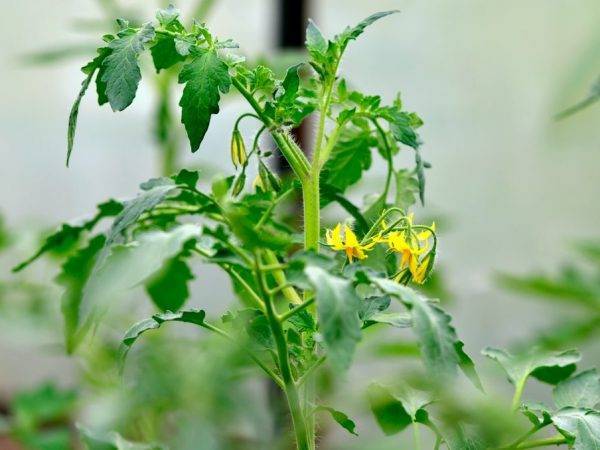 Золотые купола: описание сорта томата, характеристики помидоров, посев