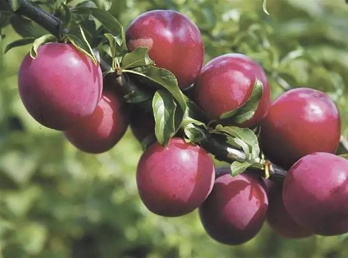 О сливово-вишневом гибриде: описание, скрещивание сорта, выращиние, уход
