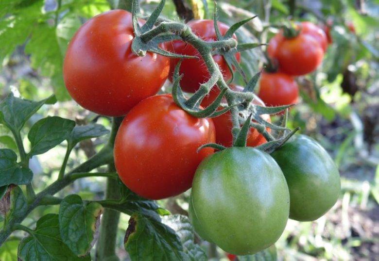 Можно ли сажать помидоры для открытого грунта в теплицу: чем отличаются сорта томатов для улицы, стоит или нет выращивать их в парнике и как нужно за ними ухаживать?