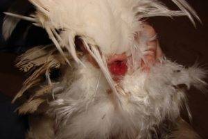 Как петух оплодотворяет курицу: описание процесса спаривания и оплодотворение яйцеклеток