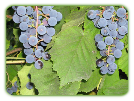 Виноград Зилга: описание сорта, растение, уход, характеристика и отзывы