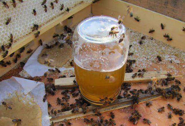 Подкормка пчел зимой: сиропом и медом в пакетах, канди, видео