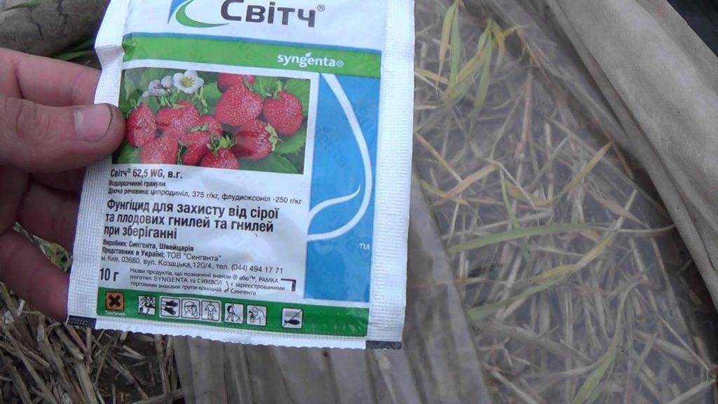 Серая гниль уничтожает урожай клубники. как спасти ягоды: методы борьбы с гнилью, устранение причин
