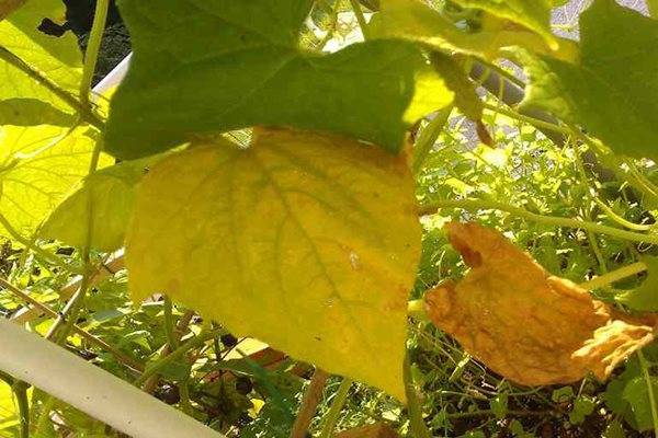Почему у огурцов желтеют и сохнут листья и что с этим делать?