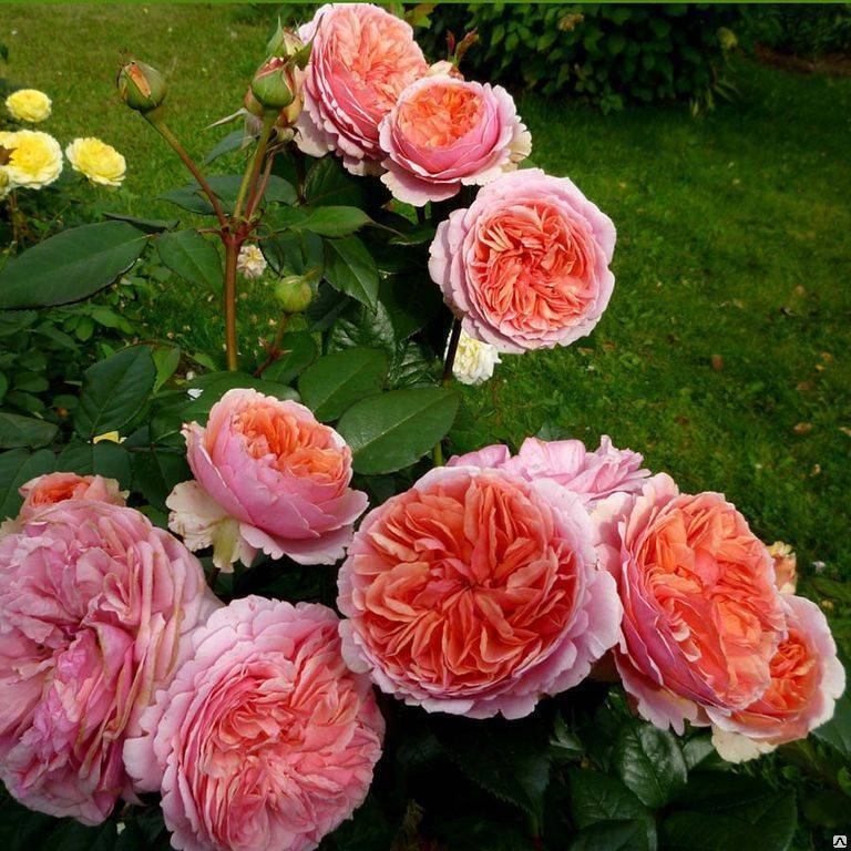 О розе Чиппендейл (Chippendale): описание и характеристики, выращивание