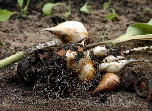 Тюльпаны отцвели: что дальше, когда выкопать луковицы, как размножаются