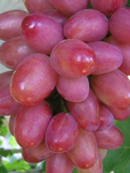 Виноград софия: описание сорта, фото, отзывы