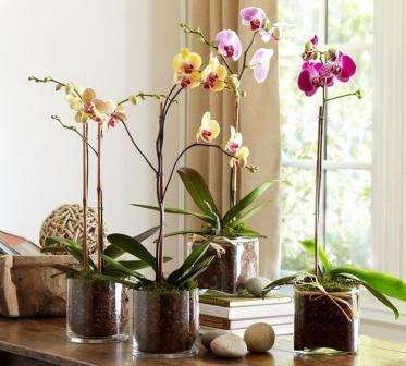 Удобрение для комнатных растений в домашних условиях