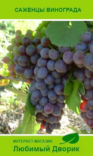 Фиолетовый ранний виноград