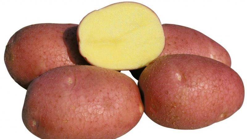 Сорт картофеля беллароза - общая информация - 2020