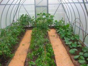 Выращивание огурцов в теплице в подмосковье: лучшие сорта и сроки посадки