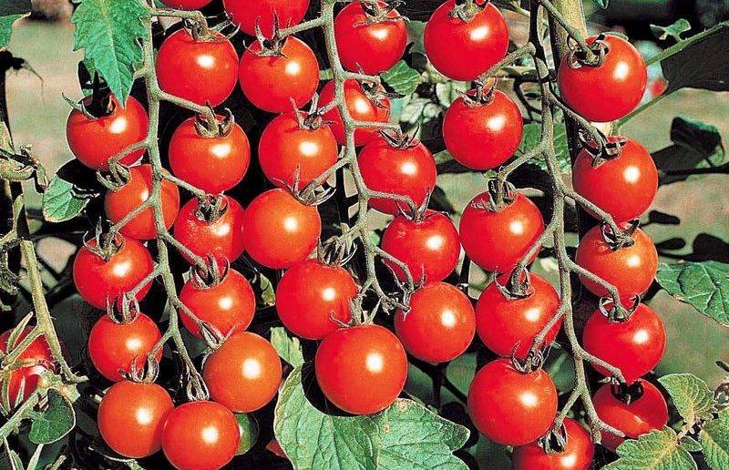Чем опрыскать помидоры для завязи, как поливать, инструкции по применению препаратов
