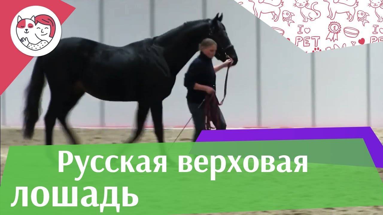 Как разводят лошадей видео