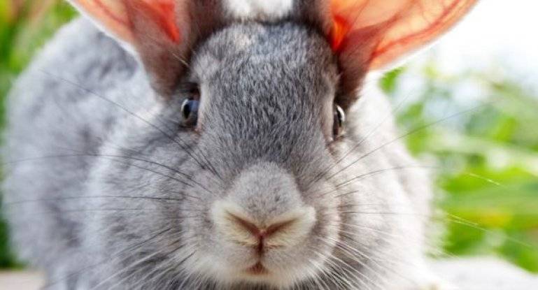 Болезни глаз у кроликов и их лечение