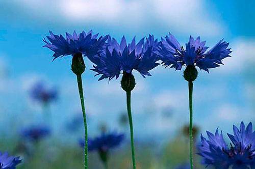Василек синий: описание растения, выращивание и применение