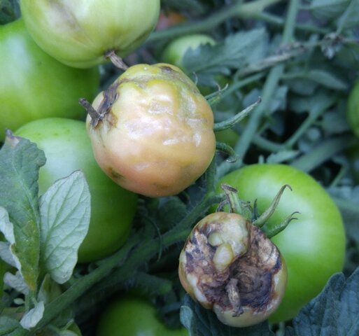 Как бороться с фитофторой на помидорах в открытом грунте