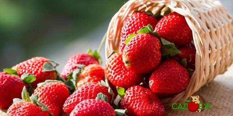 Секрет сладких ягод: подкармливаем клубнику борной кислотой