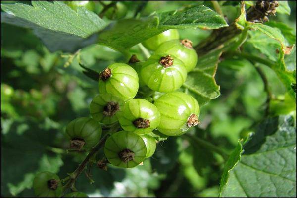 Описание и характеристики сортов зеленой смородины, выращивание и уход